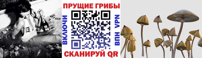 Купить закладки  Кирс  Галлюциногенные грибы Psilocybe 